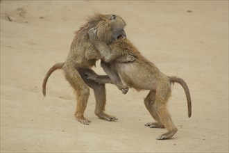 Fighting Anubis Baboon