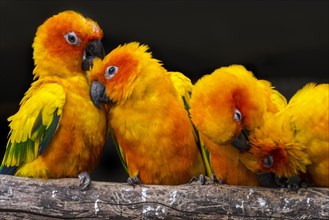 Sun parakeets