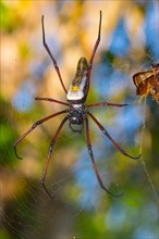 Female Madagascar silk spider