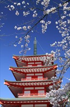 Chureito pagoda and cherry blossoms Fujiyoshida city Yamanashi Japan