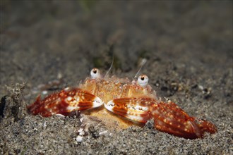 Swimming crab