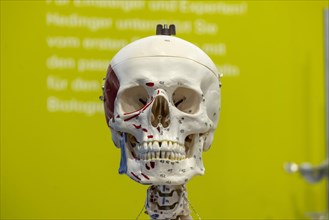 Skeleton preparation for biology lessons