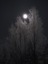 Full moon and trees decorated with ice crystals