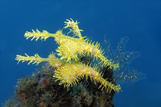 Pair of jewelled ghost pipefish