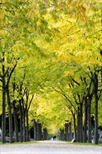 Avenue with flowers in autumn leaves