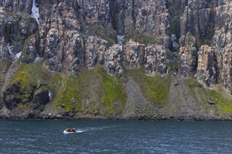 Seabird breeding colony in basalt cliff Alkefjellet
