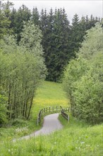 Cycle path through meadow in a forest with bridge