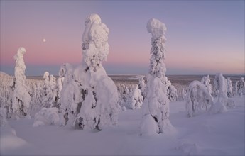 Full moon with day-night boundary and snow-covered trees over Pyhae-Luosto National Park