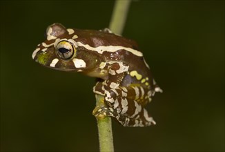 Juvenile Madagascar frog