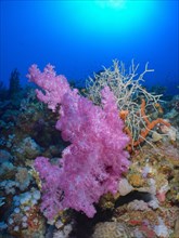 Hemprich's Tree Coral