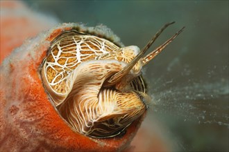 Worm snail