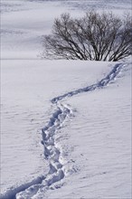 Tracks in the snow in Schoenfeld