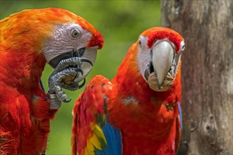 Two scarlet macaws