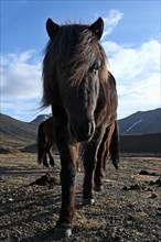 Icelandic horses in a pasture on the Snaefellsnes peninsula