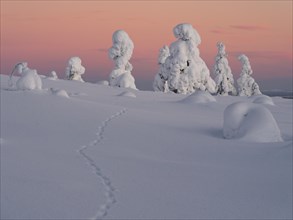 Dawn and snow-covered trees in Pyhae-Luosto National Park