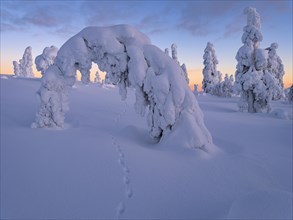 Dawn and snow-covered trees in Pyhae-Luosto National Park