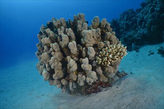 Solid pore coral