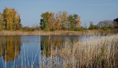Autumn at a pond in the Rhinluch near Linum