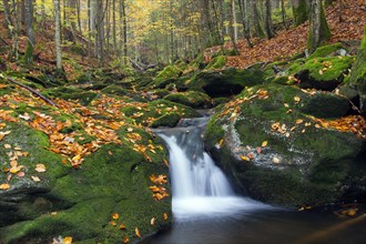Stream Sagwasser in autumn woodland