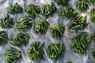 Cucumbers