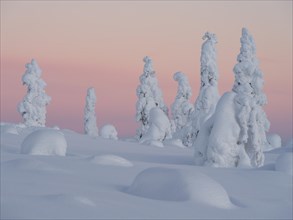 Dawn and snow-covered trees in Pyhae-Luosto National Park