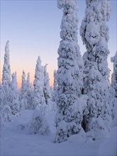 Dawn and snow-covered trees in Pyhae-Luosto National Park