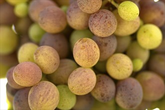 Close up of unripe grapes