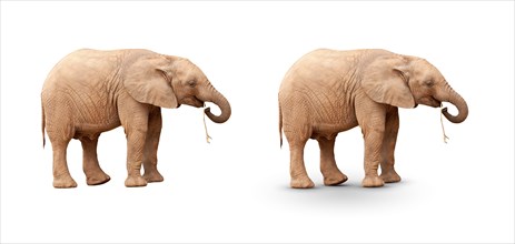 Baby elephant isolated on white with and without A shadow