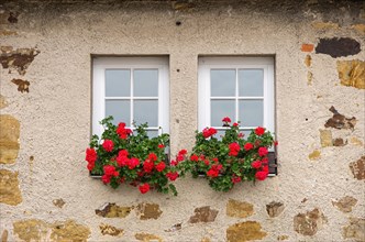 Two windows with flower boxes full of red flowers