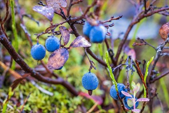 Closeup at ripe blueberries in the forest in autumn in Sweden