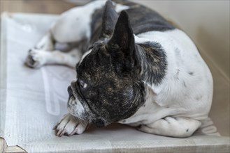 French bulldog resting on its bed