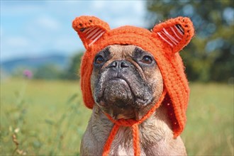 Cute brown French Bulldog dog dressed up as fox with orange knitted fox hat