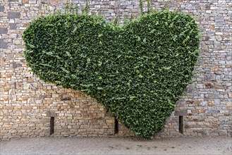 Wall of natural stone heart-shaped overgrown with common ivy