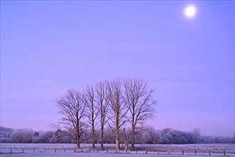 Frosty winter morning with bare deciduous trees under full moon