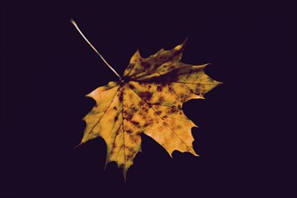 Decaying maple leaf on the black background