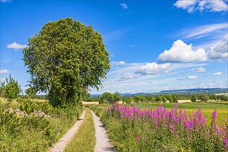 Dirt road in the countryside with blooming Fireweed