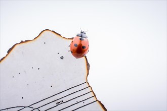 Beautiful photo of red ladybug walking on burnt paper