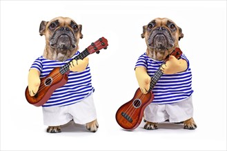 Two poses of funny French Bulldog dog dressed up as guitar player wearing a costume with striped shirt