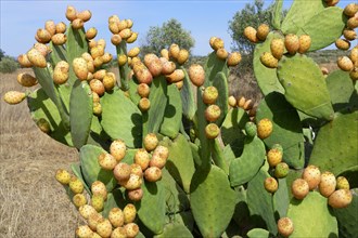 Wild growing prickly pear along a road