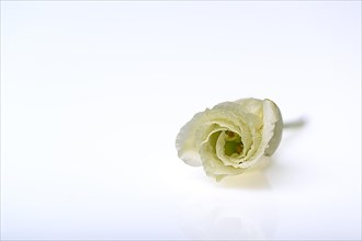 A single white rose with water drops on the leaves lies on a white background