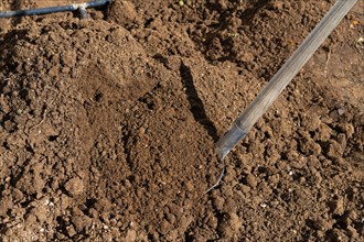 Shovel driven into the soil of an orchard with irrigation system in the background