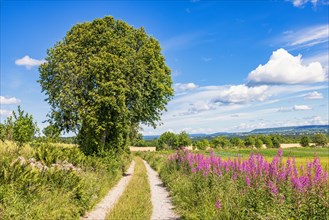 Dirt road in the countryside with flowering fireweed