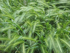 Hordeum murinum grass plant