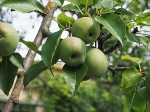 Green pear fruit on tree