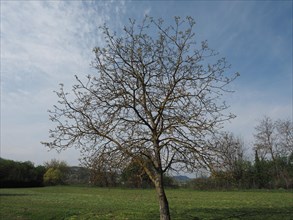 Nut tree in a meadow over blue sky
