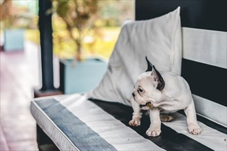 Side view of a little cute French bulldog with branch in its mouth on a garden chair. Copy space