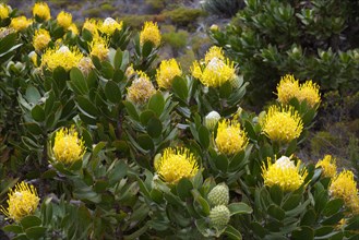 Blooming Pincushion Protea