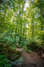 Forest path and limestone rocks In the mixed forest at Burschenplatz in summer sunshine