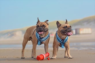 Two happy French Bulldog dogs on vacations wearing matching sailor style dog harnesses at sand beach
