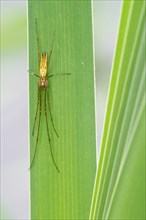 Common stretch-spider